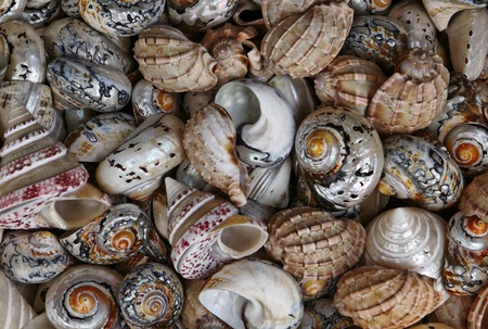 Colored snail shells on a market in Southern Franceの写真素材