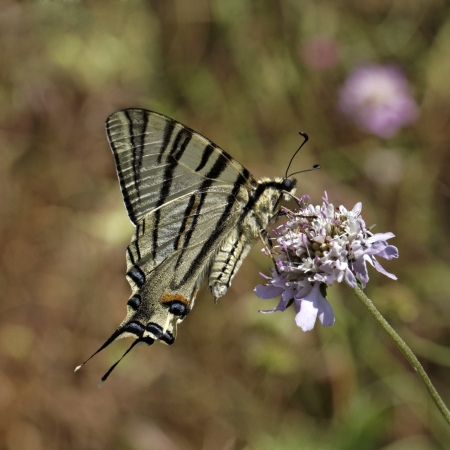 Scarce swallowtail, Sail swallowtail, Pear-tree swallowtail from Europeの写真素材