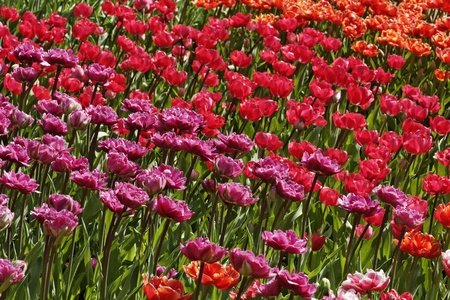 Tulip mixture with red and pink flowers, Netherlands, Europeの写真素材