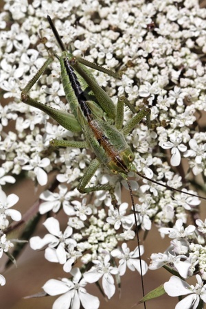 Green grasshopper on a flower in France, Europeの写真素材