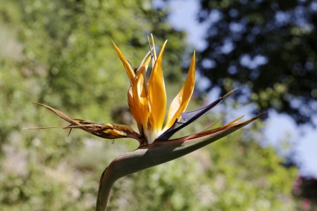 Strelitzia reginae, Strelitzia, Crane flower, Bird of paradise flowerの写真素材