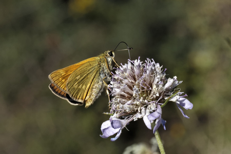 Ochlodes venatus, Ochlodes sylvanus, Large Skipper butterflyの写真素材