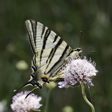 Iphiclides podalirius, Scarce swallowtail, Sail swallowtail, Pear-tree swallowtail from Southern France, Europeの写真素材