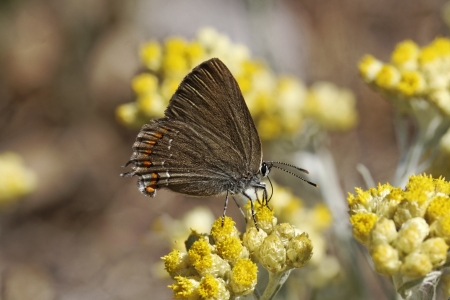 Satyrium esculi, False Ilex Hair-streak butterfly, Nordmannia esculi from Southern Europeの写真素材