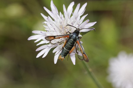 Pyropteron chrysidiforme, Fiery Clearwing moth from Southern Europeの写真素材