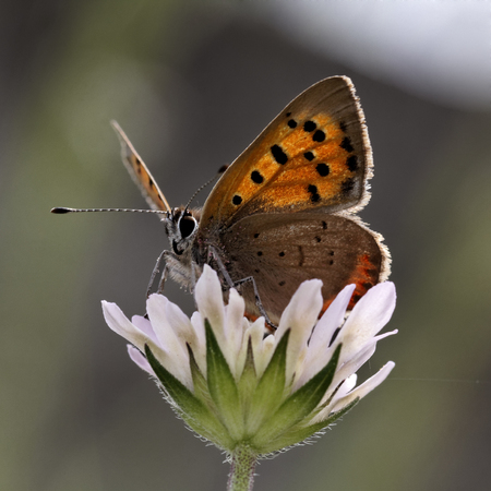 Lycaena phlaeas, Small Copper from Europe, european name, common names are American Copper, Common Copperの写真素材