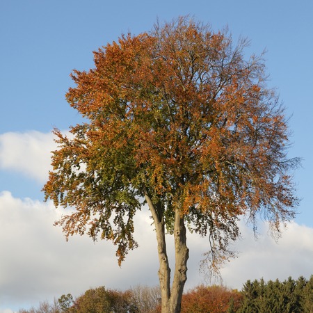 Deciduous tree in autumn, Lower Saxony, Germany