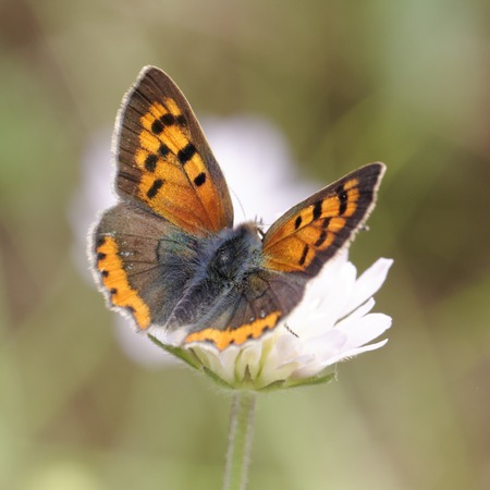 Lycaena phlaeas, Small Copper, American Copper, Common Copper, european butterflyの写真素材