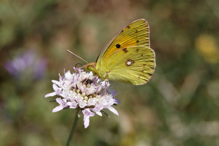 Colias crocea, Dark Clouded Yellow, Common Clouded Yellow, The Clouded Yellow butterfly from Europeの写真素材