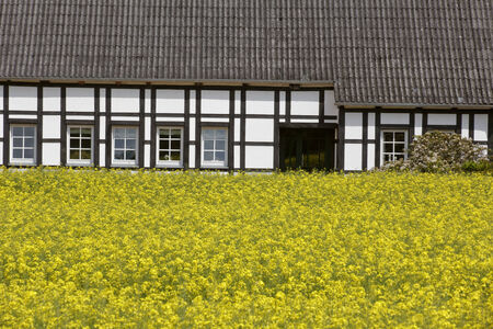 Rape field with timbered house in May, Lower Saxony, Germany, Europeのeditorial素材