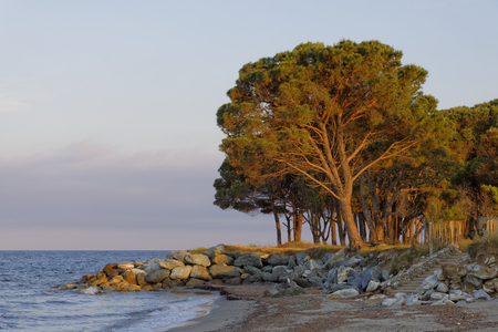 Pinus pinea, Umbrella pine, Parasol pine, Italian stone pine, Stone pine, Moriani Plage, Moriani beach, Corsica, Franceの写真素材