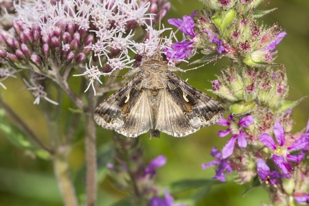Autographa gamma, Silver Y on Eupatorium cannabinum,Hemp-agrimony, Germany, Europeの写真素材