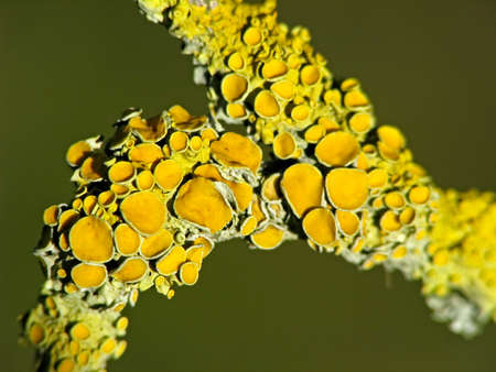 Yellow tree lichens on a branch in Germanyの写真素材