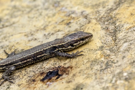 Podarcis muralis, Common wall lizard from Germany, Europeの写真素材