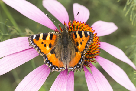 Aglais urticae Nymphalis urticae Small Tortoiseshell on Echinacea purpurea Eastern purple coneflower Purple coneflower Lower Saxony Germanyの写真素材