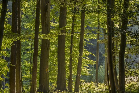 Laubwald bei Holsten-MÃ¼ndrup, GeorgsmarienhÃ¼tte, OsnabrÃ¼cker Land, Niedersachsen -...