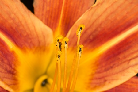 Orange Daylily Hemerocallis aurantiaca Hemerocallis fulva var. aurantiacaの写真素材