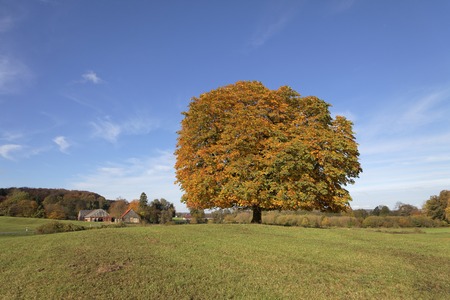 Horse chestnut tree Aesculus hippocastanum Conker tree in autumn, Lengerich, North Rhine-Westphalia, Germany, Europeの写真素材