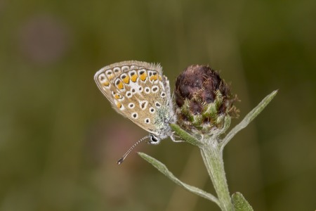 Polyommatus icarus Common Blue butterfly from Lower Saxony, Germany, Europeの写真素材