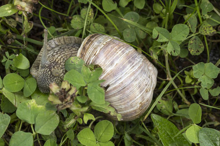 Helix pomatia, Edible snail, Burgundy snail, Roman snail, Vineyard snail or Apple snail from Germany, Europeの写真素材