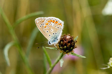 Polyommatus icarus Common Blue butterfly from Lower Saxony, Germany, Europe