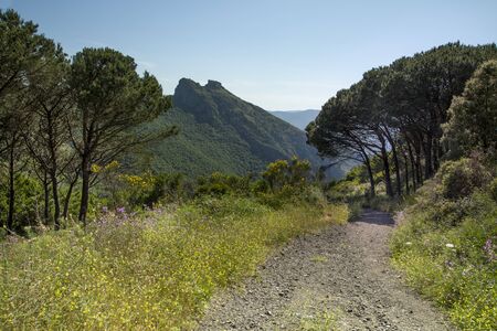 Mountain landscape Cima del Monte near Rio nell Elba, Elba, Tuscany, Italy, Europeの写真素材