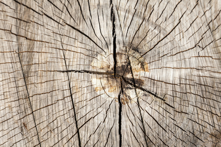 Wood structure of a round trunk, Germanyの写真素材