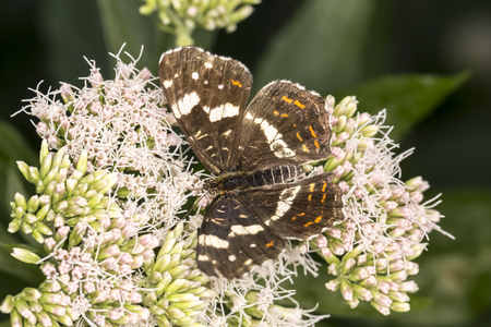 Araschnia levana, The Map Butterfly on Hemp-agrimony, Eupatorium cannabinumの写真素材