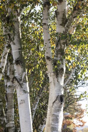 Birch tree (Betula) in autumn, Lower Saxony, Germanyの写真素材
