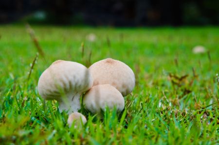 mushroomsの写真素材