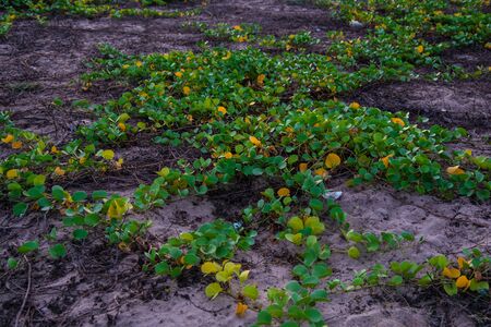 Small plant in the sea beachの写真素材