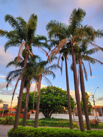 Sydney outskirts streets scene, buildings and a small park with a group of beautiful tall palm trees.の写真素材