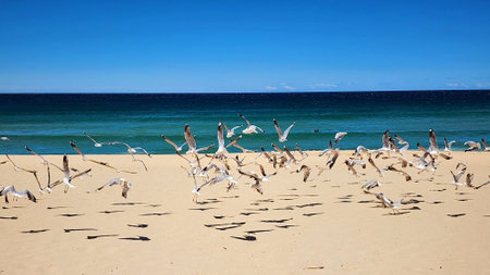 Beautiful waves on the sandy shore of Maroubra Beach, Sydney. A large group of seagulls flying above...