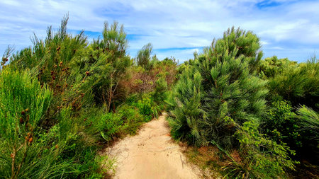 A sandy narrow pathway among the beach foliage, bushes, shrubs and small trees in Palm Beach, New South Wales, Australiaの写真素材