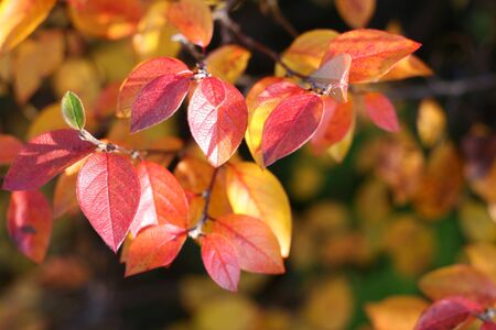 Red and yellow autumn leaves 