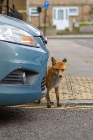 Fox in daylight on the streets of London during lockdownの写真素材