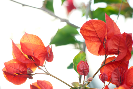 back lighting - red flowers
