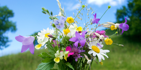 Blossom bouquet of meadow flowers の写真素材
