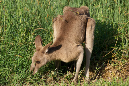 Kangaroo eatingの写真素材