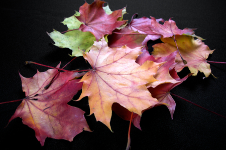 Autumnal colourful vibrant seasonal leaves from trees on black backgroundの写真素材