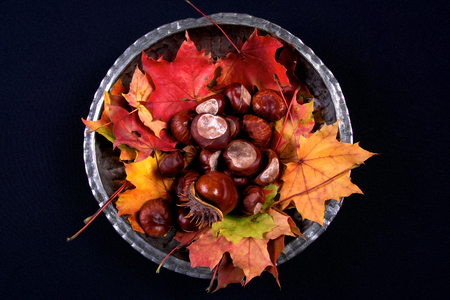 Autumnal colourful vibrant seasonal leaves from trees on black backgroundの写真素材