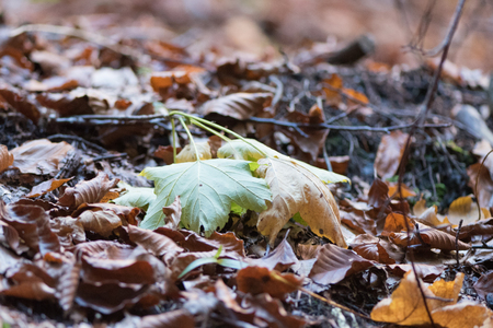 Autumn leavesの写真素材