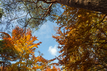 Autumn forestの写真素材