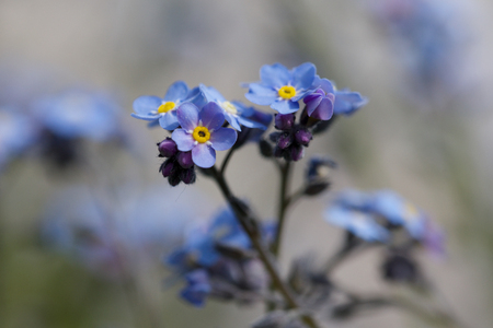 Soft pastel blue blossom flowersの写真素材