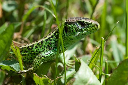 Green nice lizard in the grassの写真素材