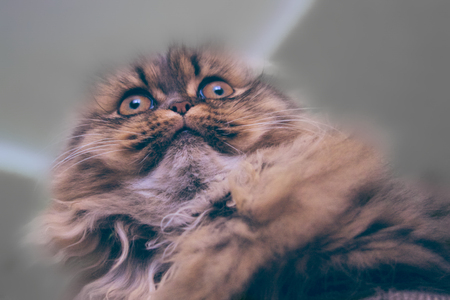 Amazing Persian cat portraitの写真素材