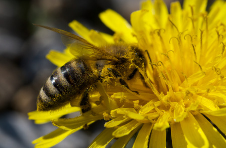 Closeup of yellow bee on the flower dandelionの写真素材