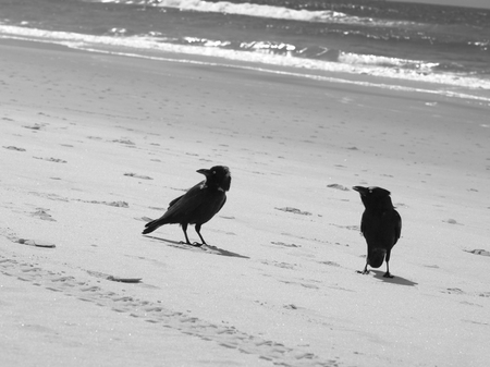 Australian Ravens talking intense on the beachの写真素材