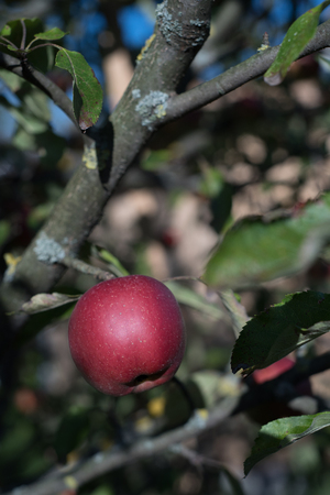 Fresh fruitの写真素材
