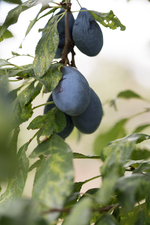 Fresh fruitの写真素材